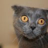 Котофей